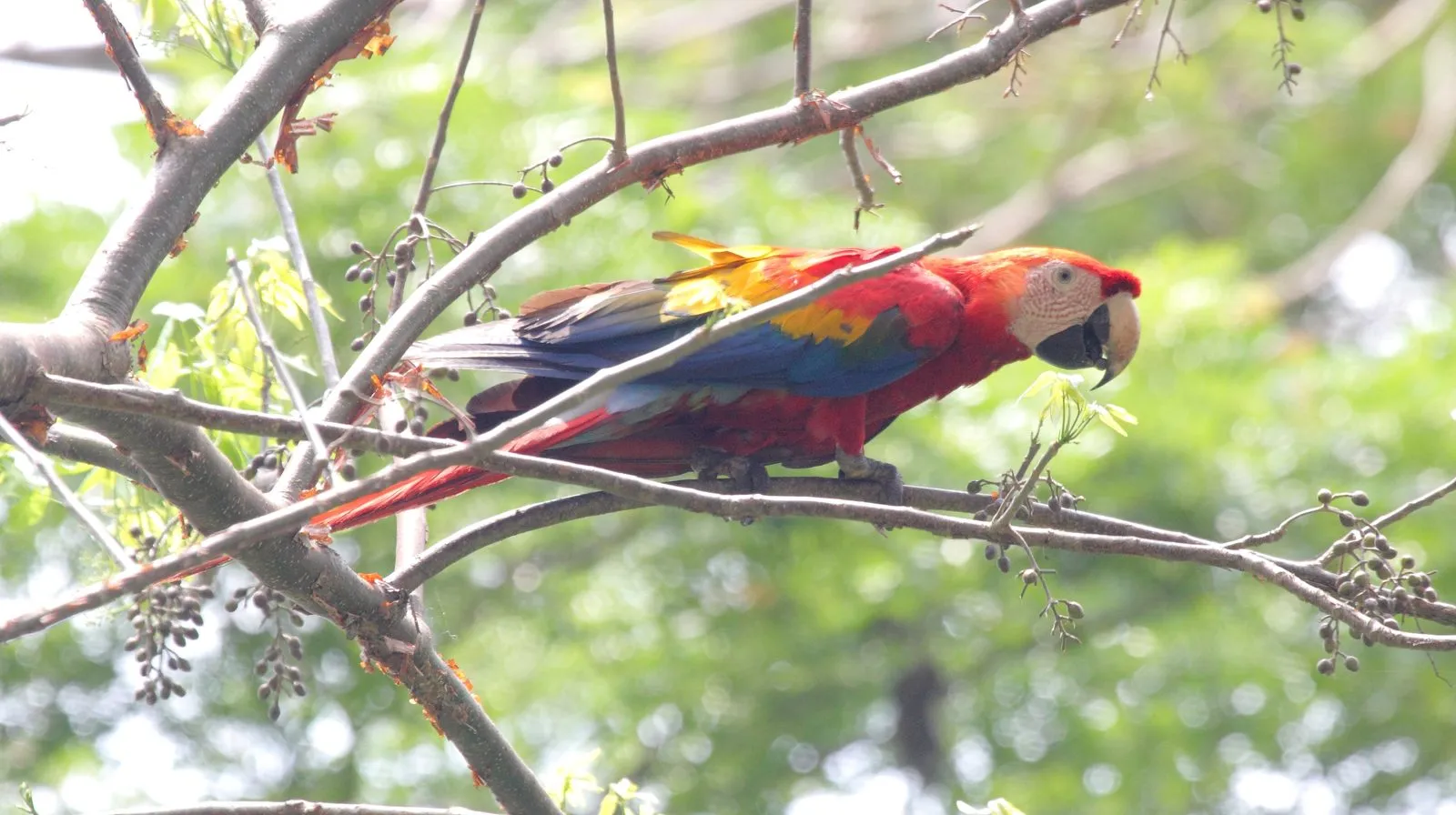 Scarlet macaw (Ara macao) perched in a tree at Carara, Costa Rica.