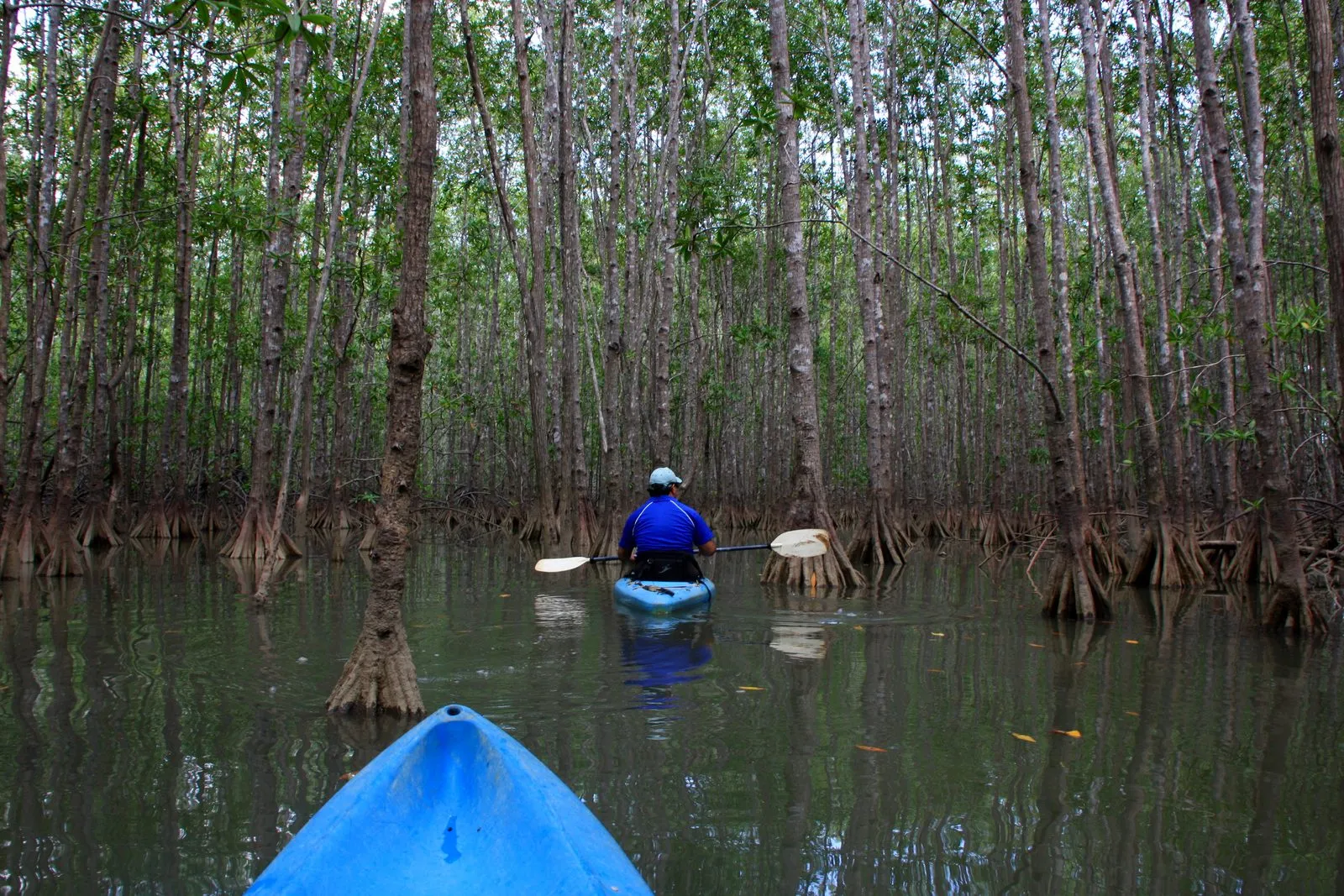 Kayaking through the flooded mangrove forest of the Isla Damas estuary near Quepos