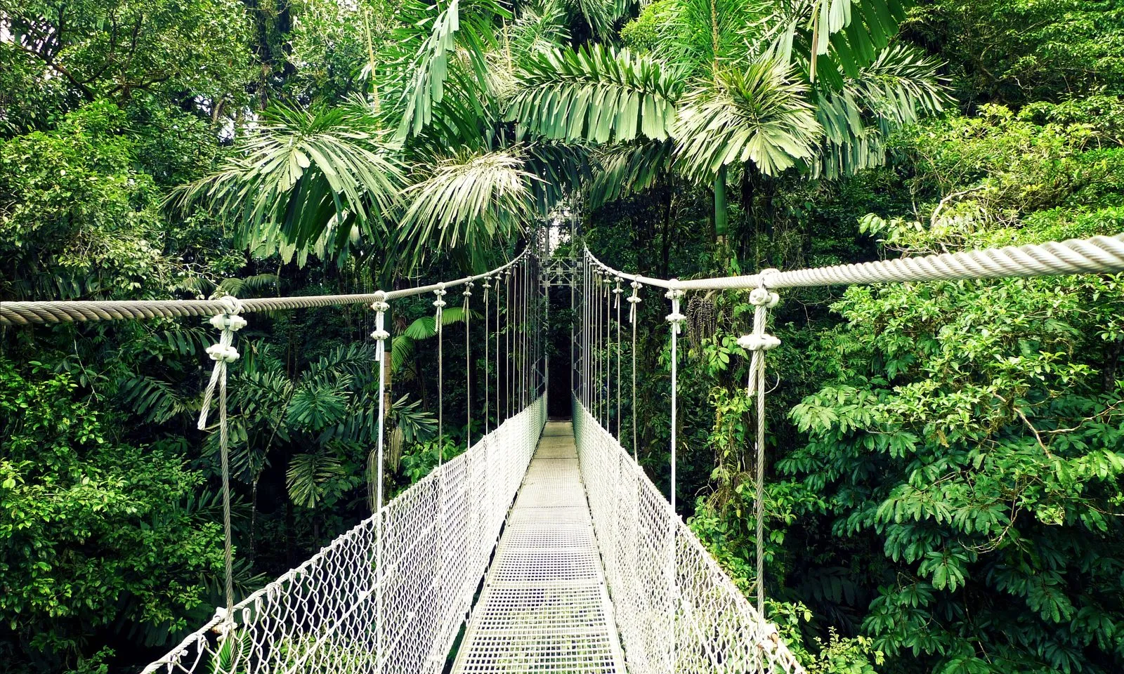Suspension bridge through the rainforest canopy at Arenal Hanging Bridges.