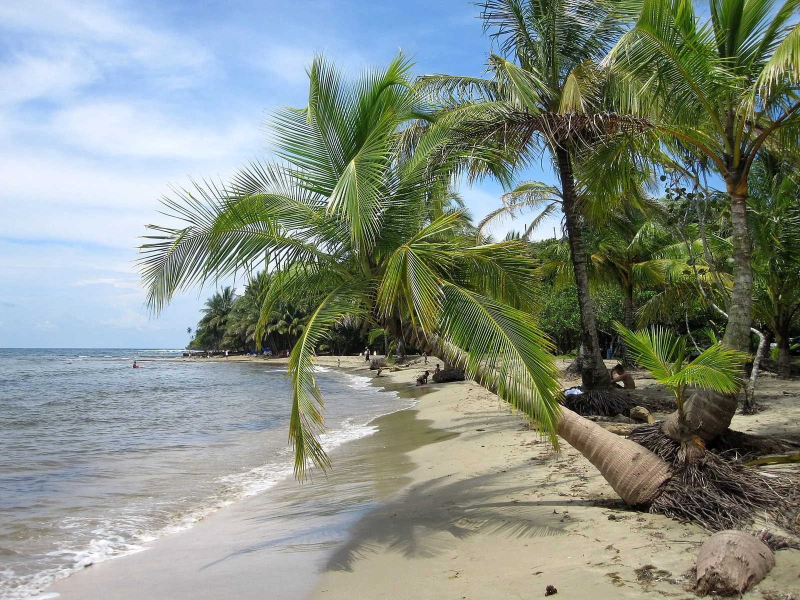 Leaning coconut palms on the beach at Manzanillo, Gandoca-Manzanillo area
