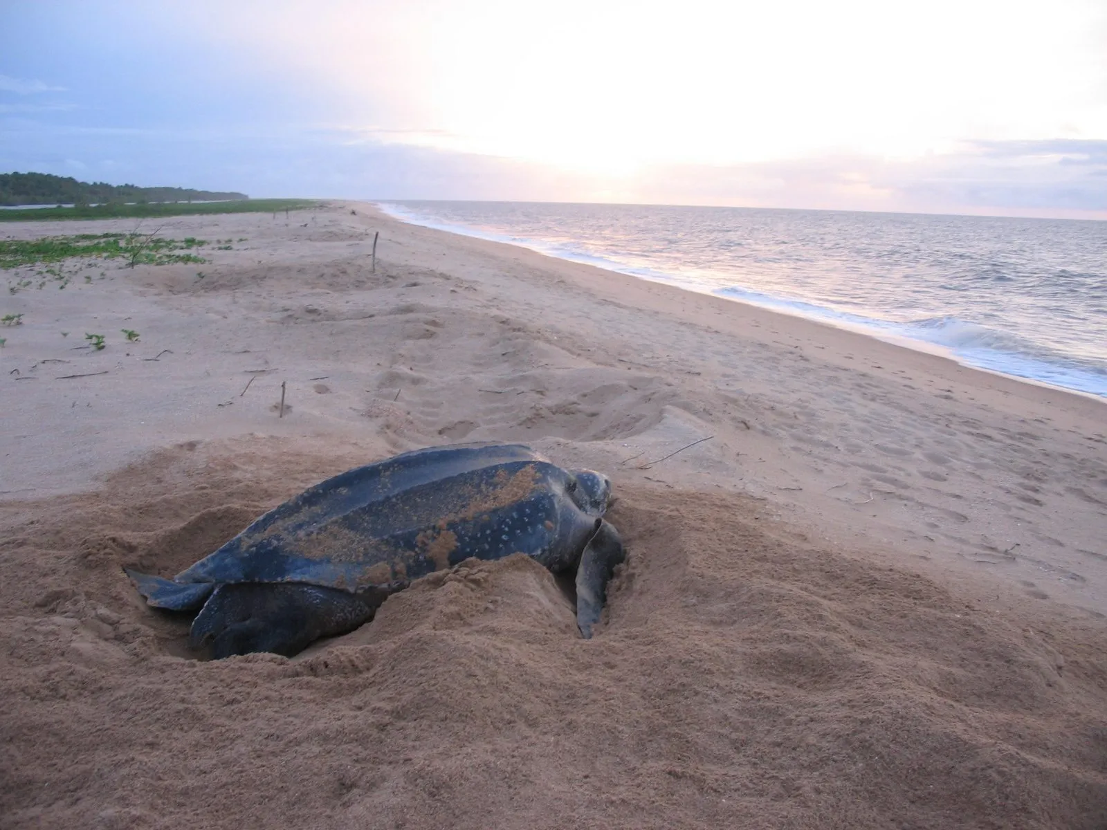 Female leatherback sea turtle nesting on a beach at dawn (photographed near Galibi, Suriname)