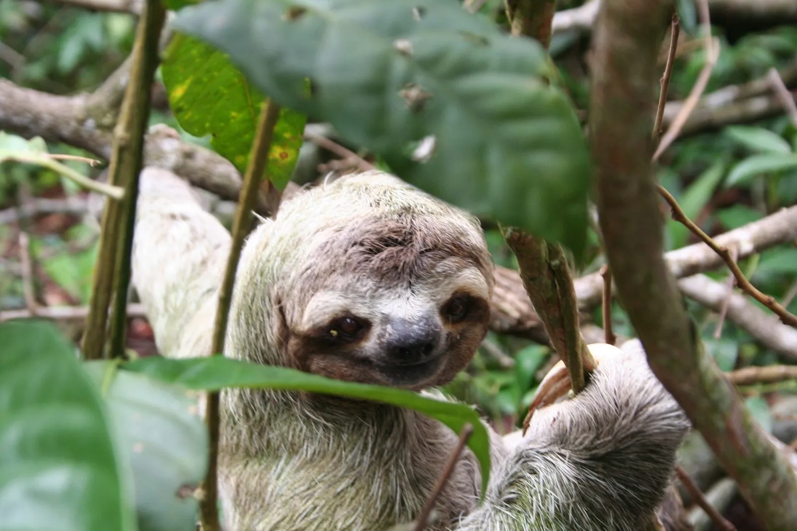 Brown-throated three-toed sloth among the leaves in Manuel Antonio