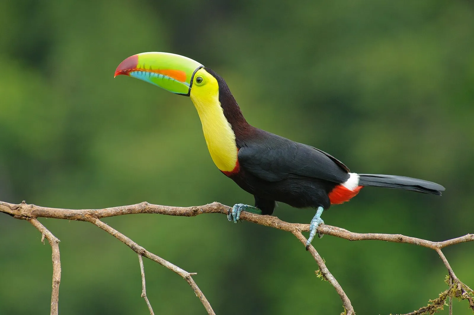 Keel-billed toucan perched on a branch in Costa Rica